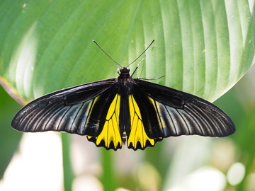 キシタアゲハ１４頭 キシタアゲハ/ Troides aeacus : 生き物散歩道