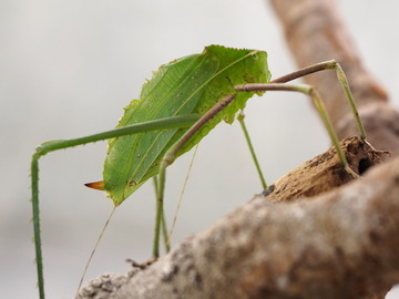 ニューギニアオオコノハギス : 生き物散歩道