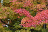 DSC_6797 ¤Î¥³¥Ò゚¡¼