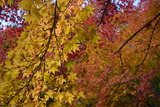 DSC_6798 ¤Î¥³¥Ò゚¡¼