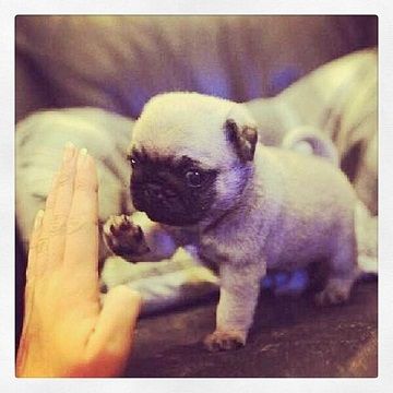 highfive