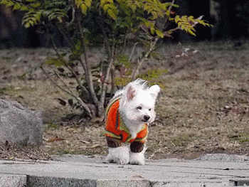 010風が強いどっちへ行こう?