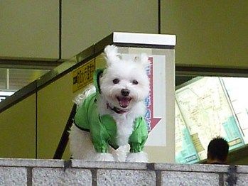 パパ早く2