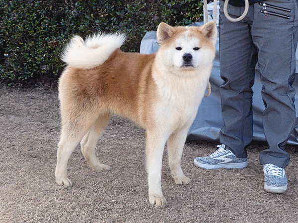 185スマートな秋田犬