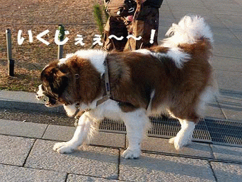 054いくじぇ