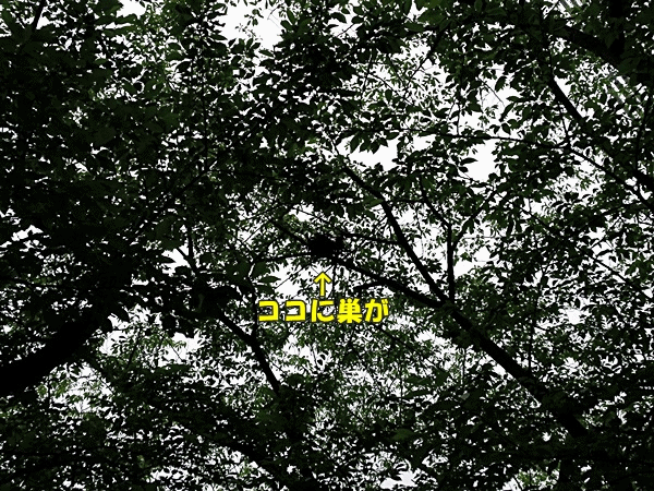 102ツミの巣を発見