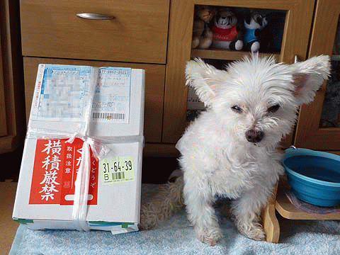 柿ぷ～子母さん