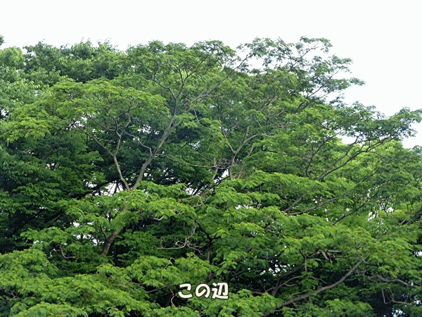 12狙ってるのはこの辺