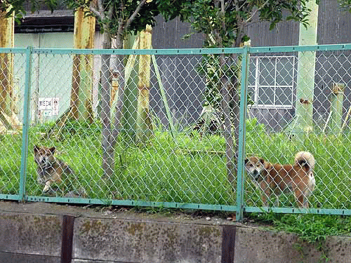 のらワンコC逃げ出した