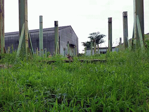 のらワンコD警戒中