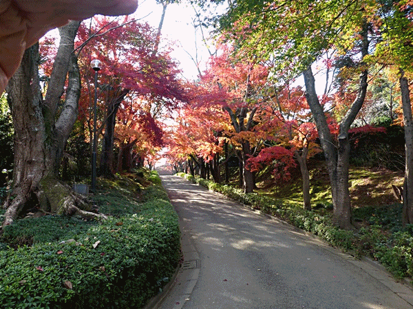 紅葉