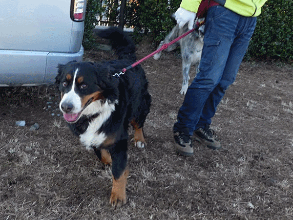 200バーニーズも