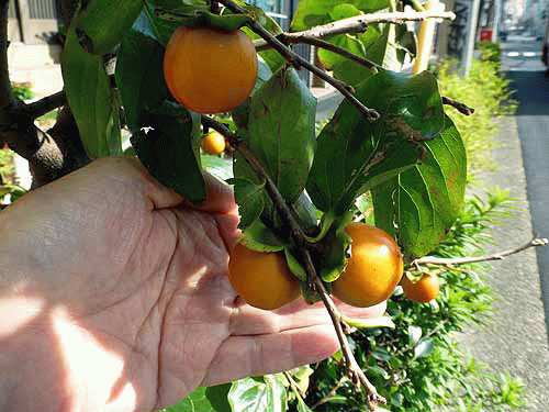 02こんな大きさ