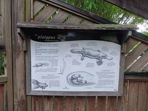 650カモノハシ観察所