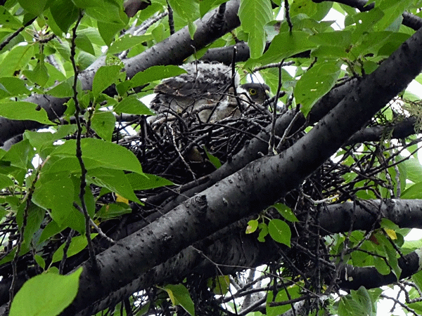 122親鳥とヒナがいる?