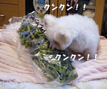 220クンクン