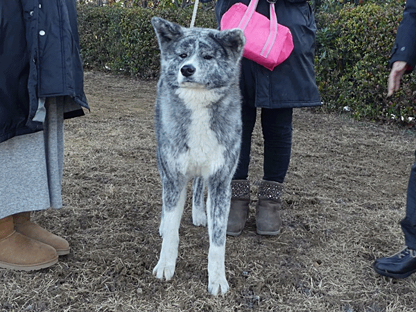 190ぶちの秋田犬