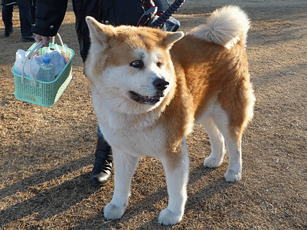 170ちょっと太め?