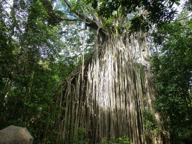 610フィグツリー (大)