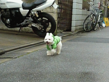 雨の日の散歩