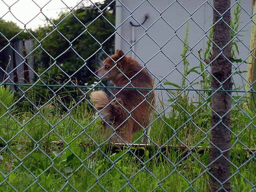 のらワンコE戻ってきた