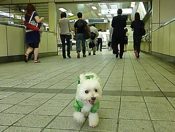 今日は電車で行かないの?
