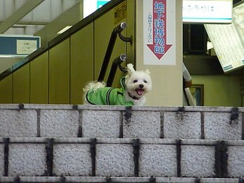 パパ早くおいでよ