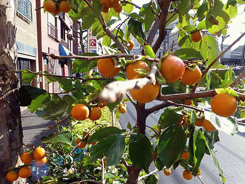 01柿の木があった