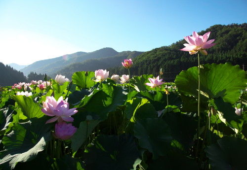 hasumaturi_0015