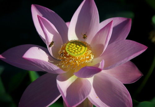 hasumaturi_0031