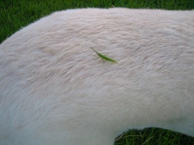 006