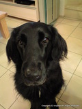 lucy