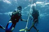 tao_dive