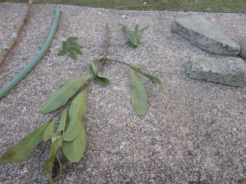 DSC04224
