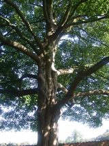 �ǥ�������T2 113