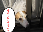 �������٤Ƥ롩