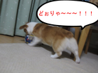 �ɤ�����������