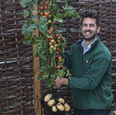 tomtato-00