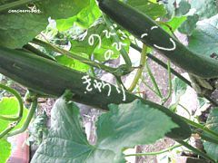 080807d