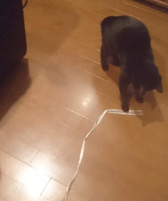 紐であそぶるなぽ