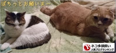 のん&コータバナー