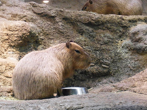 カピバラさん カピバラさん