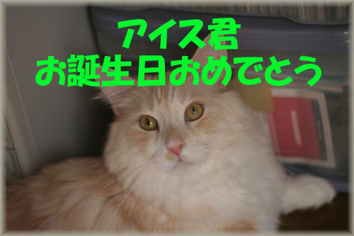 ¥¢¥¤¥¹