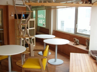 こるね