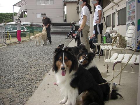 ご兄弟2