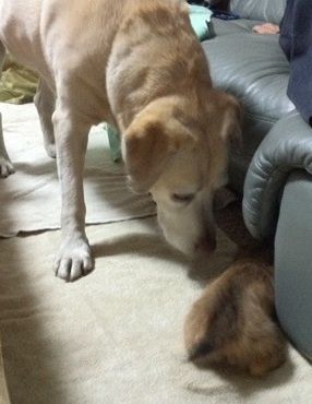 hana&luvui