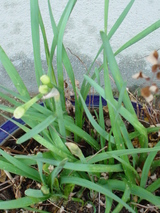tubomi