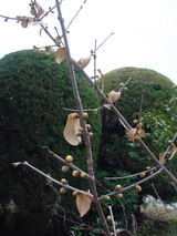 tubomi