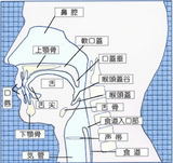 嚥下解剖図