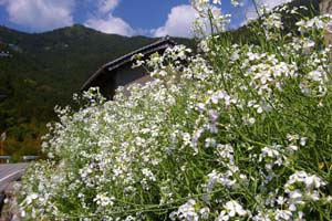 だいこんの花